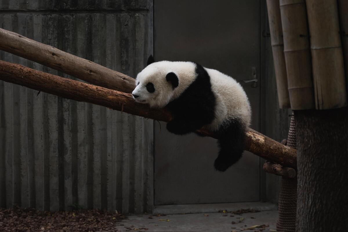 Farma fotowoltaiczna w kształcie Pandy