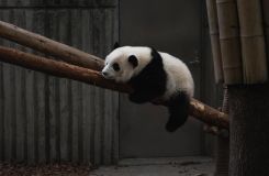 Farma fotowoltaiczna w kształcie Pandy