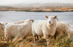 Austria: Owce pracujące na farmie fotowoltaicznej